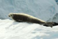 Weddell seal