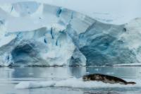 Leopard seal