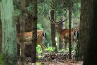 Fallow deer