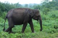 Sri Lankan elephant