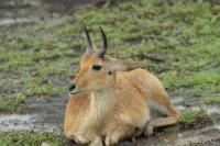 Bohor reedbuck