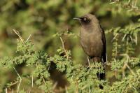 Lamprotornis unicolor