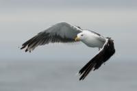 Larus marinus