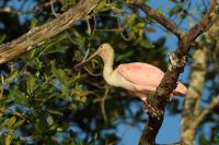 Platalea ajaja