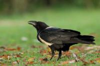 Corvus albus