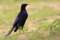 Lamprotornis purpuroptera