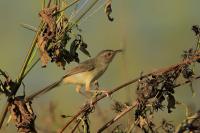 Prinia polychroa