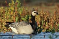 Branta leucopsis