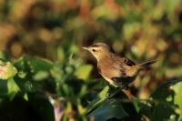 Acrocephalus bistrigiceps