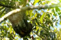 Linnaeus&#039;s two-toed sloth