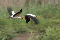 Mycteria ibis