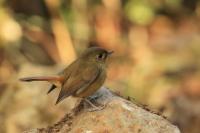 Ficedula tricolor