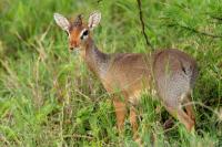 Kirk's dik-dik