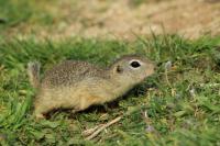 European ground squirrel