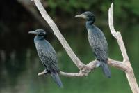 Phalacrocorax fuscicollis