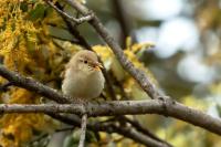 Phylloscopus bonelli