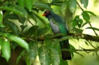 Trogon massena