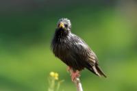 Sturnus unicolor