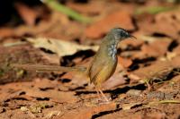 Prinia atrogularis