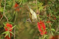 Lichenostomus chrysops