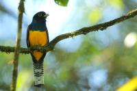 Trogon caligatus