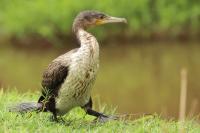 Phalacrocorax lucidus