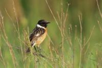 Saxicola rubicola