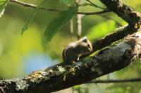 Siberian Chipmunk