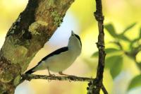 Pteruthius flaviscapis