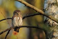 Glaucidium passerinum 