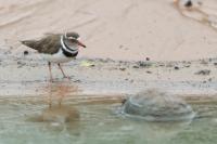 Charadrius tricollaris