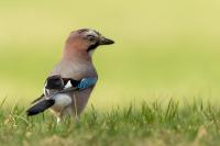 Garrulus glandarius