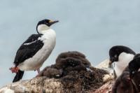 Phalacrocorax bransfieldensis