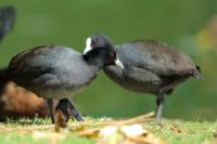 Fulica atra australis