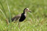 Vanellus crassirostris 