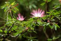 Sri Lanka - Flowers