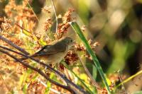 Acrocephalus orientalis