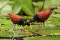 Jacana spinosa