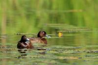 Aythya australis