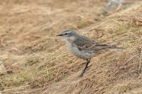 Anthus spinoletta