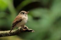 Muscicapa muttui