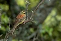 Emberiza cirlus