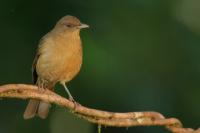 Turdus grayi