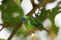 Dacnis cayana