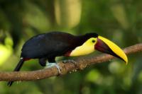 Ramphastos swainsonii