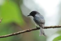 Dicrurus caerulescens