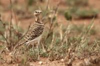 Rhinoptilus africanus