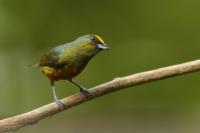 Euphonia gouldi