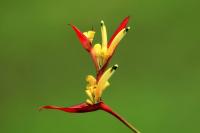 Costa Rica flowers