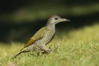 Picus viridis